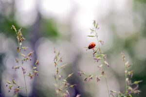 もらい物を売る際の注意点は何ですか？